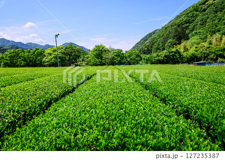 清川村の茶畑の風景写真 127235387