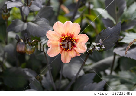 Close up of dahlia flower and bumblebee in garden Close up of dahlia flower and bumblebee in garden 127235498