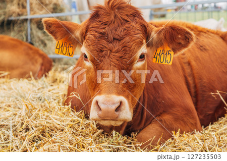 Portrait cows red jersey stand in stall eating hay. Dairy farm livestock industry. 127235503