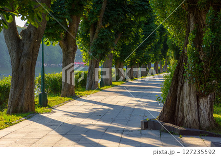 uzhhorod, ukraine - 04 jun 2017: chestnut trees in morning light in summer. cozy alley for morning exercises. popular tourist attraction 127235592