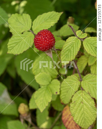 クサイチゴの赤い果実 クサイチゴの赤い果実 127235735