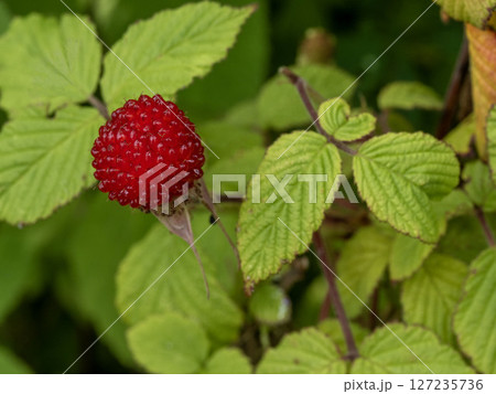 クサイチゴの赤い果実 127235736