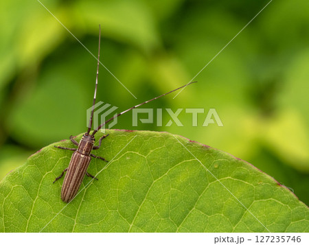 葉の上にいるシロスジドウボソカミキリ 葉の上にいるシロスジドウボソカミキリ 127235746