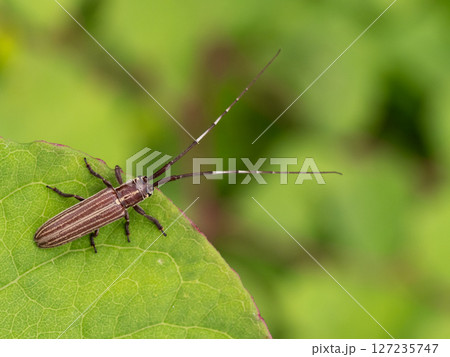 葉の上にいるシロスジドウボソカミキリ 葉の上にいるシロスジドウボソカミキリ 127235747