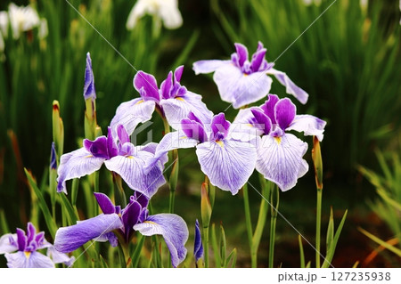 花びらに紫色の美しい筋が入った北山公園のハナショウブ（4） 127235938