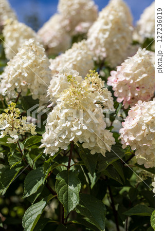 Hydrangea paniculata Vanille Fraise on a stem Hydrangea paniculata Vanille Fraise on a stem 127236019