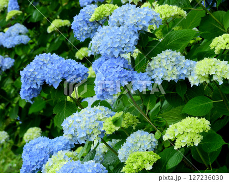 青い紫陽花 127236030