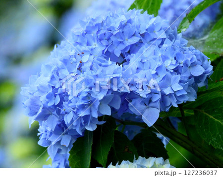 青い紫陽花 127236037