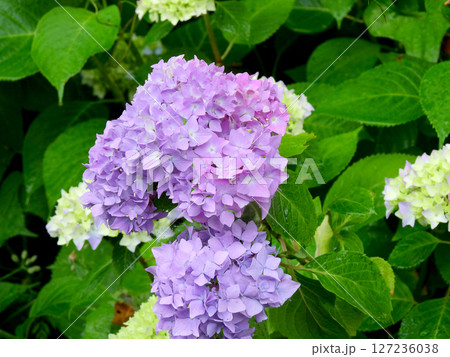 赤紫の紫陽花 赤紫の紫陽花 127236038