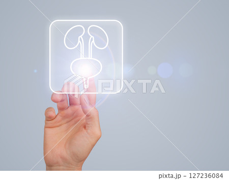 Kidney and bladder anatomy in the human urinary system. Medical concept for urology, renal care, and 127236084