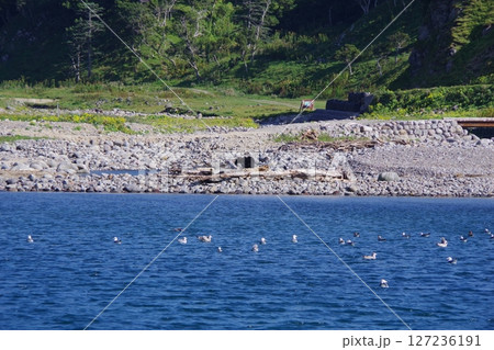 北海道知床半島　ヒグマ 127236191