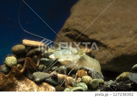 テッポウエビ エビ pistol shrimp テッポウエビ エビ pistol shrimp 127236302