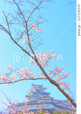 兵庫県姫路市、満開の桜と姫路城の風景 127236347