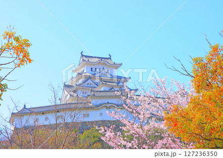 兵庫県姫路市、満開の桜と姫路城の風景 127236350