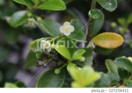春の庭に咲く白い小さなマメツゲの花と緑色の光沢のある葉の様子 春の庭に咲く白い小さなマメツゲの花と緑色の光沢のある葉の様子 127236411