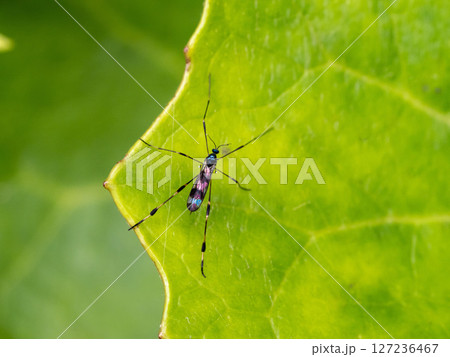 葉の上にいるミスジガガンボ 葉の上にいるミスジガガンボ 127236467