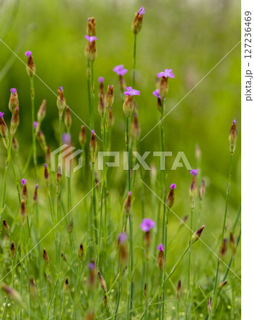 帰化植物であるミチバタナデシコの花 127236469