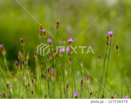 帰化植物であるミチバタナデシコの花 127236470