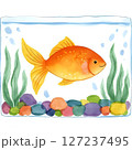 金魚が泳いでいる夏イメージのイラスト 127237495