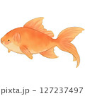 赤い金魚のイラスト 127237497