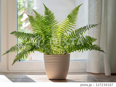 オシャレな「観葉植物」 127238187