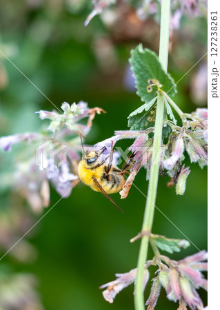 採蜜中のマルハナバチ 採蜜中のマルハナバチ 127238261