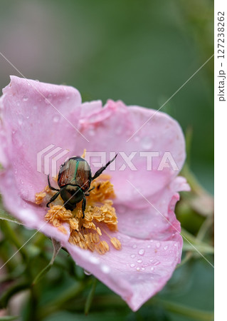 マメコガネ 127238262