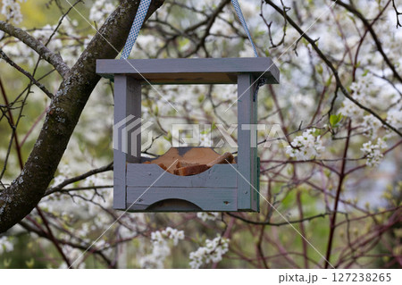 Bird feeder with bread on a blooming cherry tree in the garden. 127238265