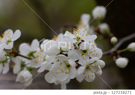 Macro White cherry blossoms on a branch in the garden, also known as cherry blossoms. Cherry blossom tree, selective focus. 127238271