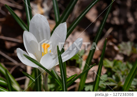 close-up of a flower, specifically a tommie crocus, also known as a spring crocus or snow crocus and can be found outdoors in field 127238308