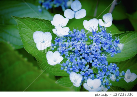 青いガクアジサイ 127238330