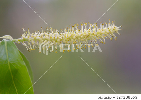 Flower of the whte willow (Salix alba) in spring 127238359