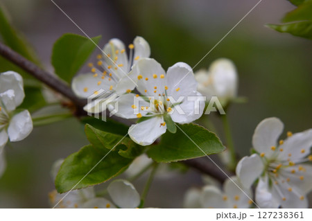 Macro White cherry blossoms on a branch in the garden, also known as cherry blossoms. Cherry blossom tree, selective focus. Macro White cherry blossoms on a branch in the garden, also known as cherry blossoms. Cherry blossom tree, selective focus. 127238361