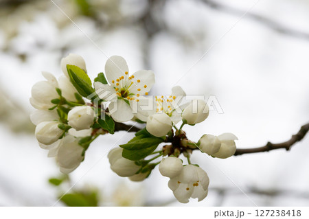 Macro White cherry blossoms on a branch in the garden, also known as cherry blossoms. Cherry blossom tree, selective focus. 127238418
