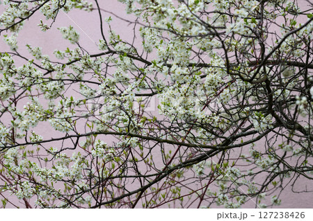 White cherry blossoms on a branch in the garden, also known as cherry blossoms. Cherry blossom tree, selective focus. White cherry blossoms on a branch in the garden, also known as cherry blossoms. Cherry blossom tree, selective focus. 127238426