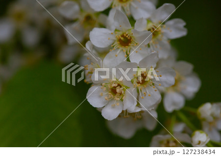 In spring, bird-cherry tree (Prunus padus) grows and blooms in nature. 127238434