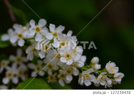 In spring, bird-cherry tree (Prunus padus) grows and blooms in nature. 127238438