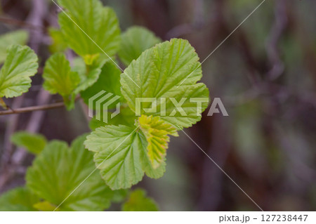 in early spring, green young leaves bloom on a blurred background, macro 127238447