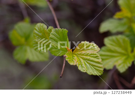 in early spring, green young leaves bloom on a blurred background, macro in early spring, green young leaves bloom on a blurred background, macro 127238449