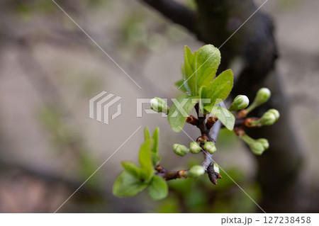Plum buds on a branch with young green leaves. Early spring, April. Spring flower background 127238458