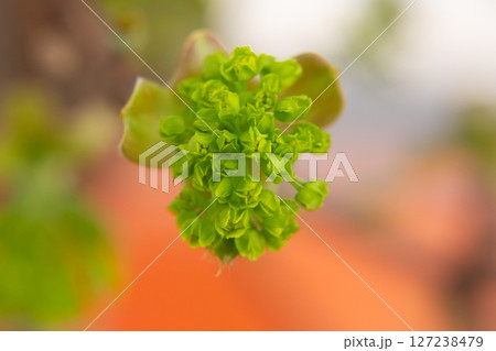 Norway Maple (Acer platanoides), flowering. Delicate green maple flowers and buds on a branch in the garden in early spring. Spring natural background. Norway Maple (Acer platanoides), flowering. Delicate green maple flowers and buds on a branch in the garden in early spring. Spring natural background. 127238479