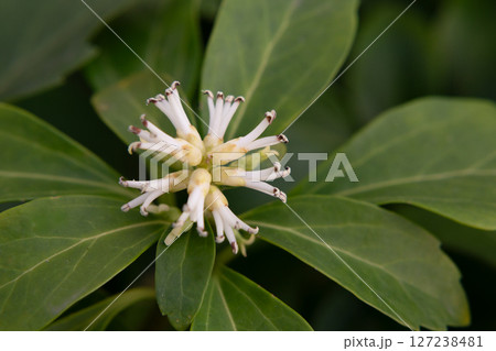 Japanese Pachysandra Flowers in Bloom. A small white flower on a branch in the garden, macro. Japanese Pachysandra Flowers in Bloom. A small white flower on a branch in the garden, macro. 127238481