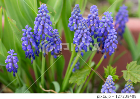 Armenian Viper Bow. Armenian mouse hyacinth. Muscari is Armenian. Muscari armeniacum. Bright blue flowers in early spring 127238489