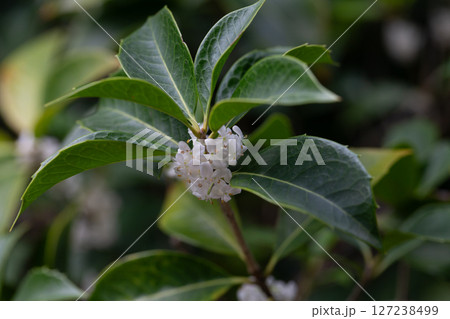 Osmanthus fragrans macro. Small white flowers on a branch in the garden selective focus. The fragrance of osmanthus flowers is used in perfumery. 127238499