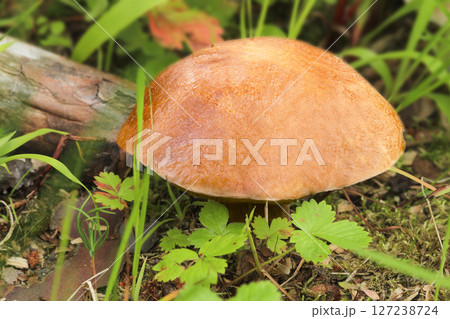 Russulaceae - mushroom in the autumn forest among green leaves. Edible Russulaceae - mushroom in the autumn forest among green leaves. Edible 127238724