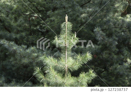 Forest fof green pine trees on mountainside with rain Forest fof green pine trees on mountainside with rain 127238737