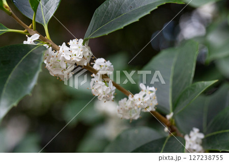 Osmanthus fragrans macro. Small white flowers on a branch in the garden selective focus. The fragrance of osmanthus flowers is used in perfumery. 127238755