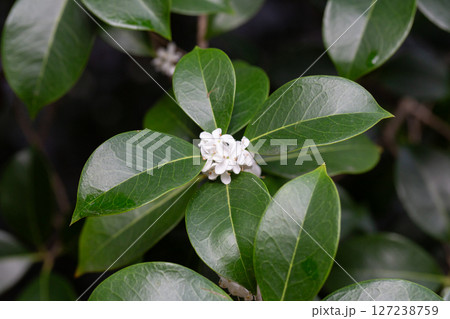 Osmanthus fragrans macro. Small white flowers on a branch in the garden selective focus. The fragrance of osmanthus flowers is used in perfumery. Osmanthus fragrans macro. Small white flowers on a branch in the garden selective focus. The fragrance of osmanthus flowers is used in perfumery. 127238759