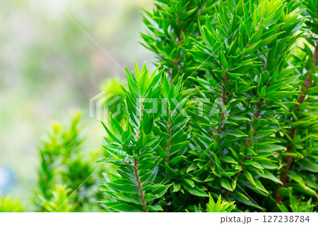 Close-up of green myrtle leaves on a blurred background. Summer background of fresh leaves. 127238784