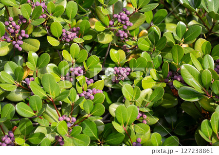Rhaphiolepis umbellata plant that bears fruit. Ripe blue berries on a bush in the garden, close-up. 127238861